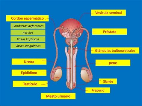 sistema reproductor masculino - sistema estomatognatico